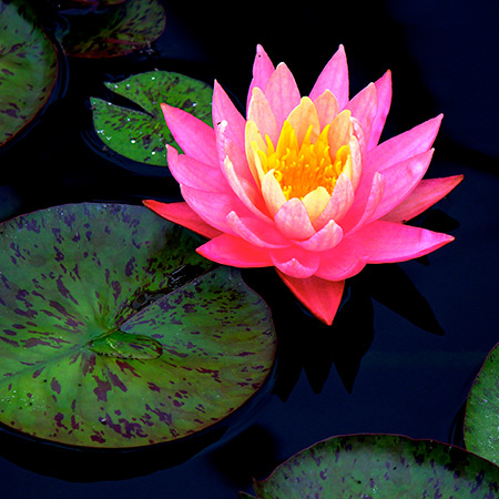 Lotus flower